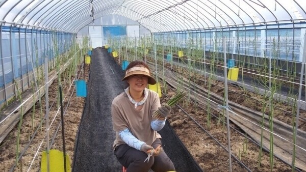 치악산 아스파라거스,못난이 아스파라거스 1k